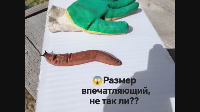 Испанский #слизень в #Подмосковье! смотреть онлайн