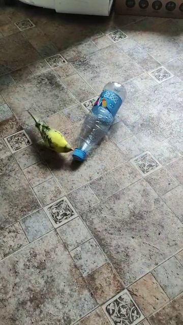 игрун