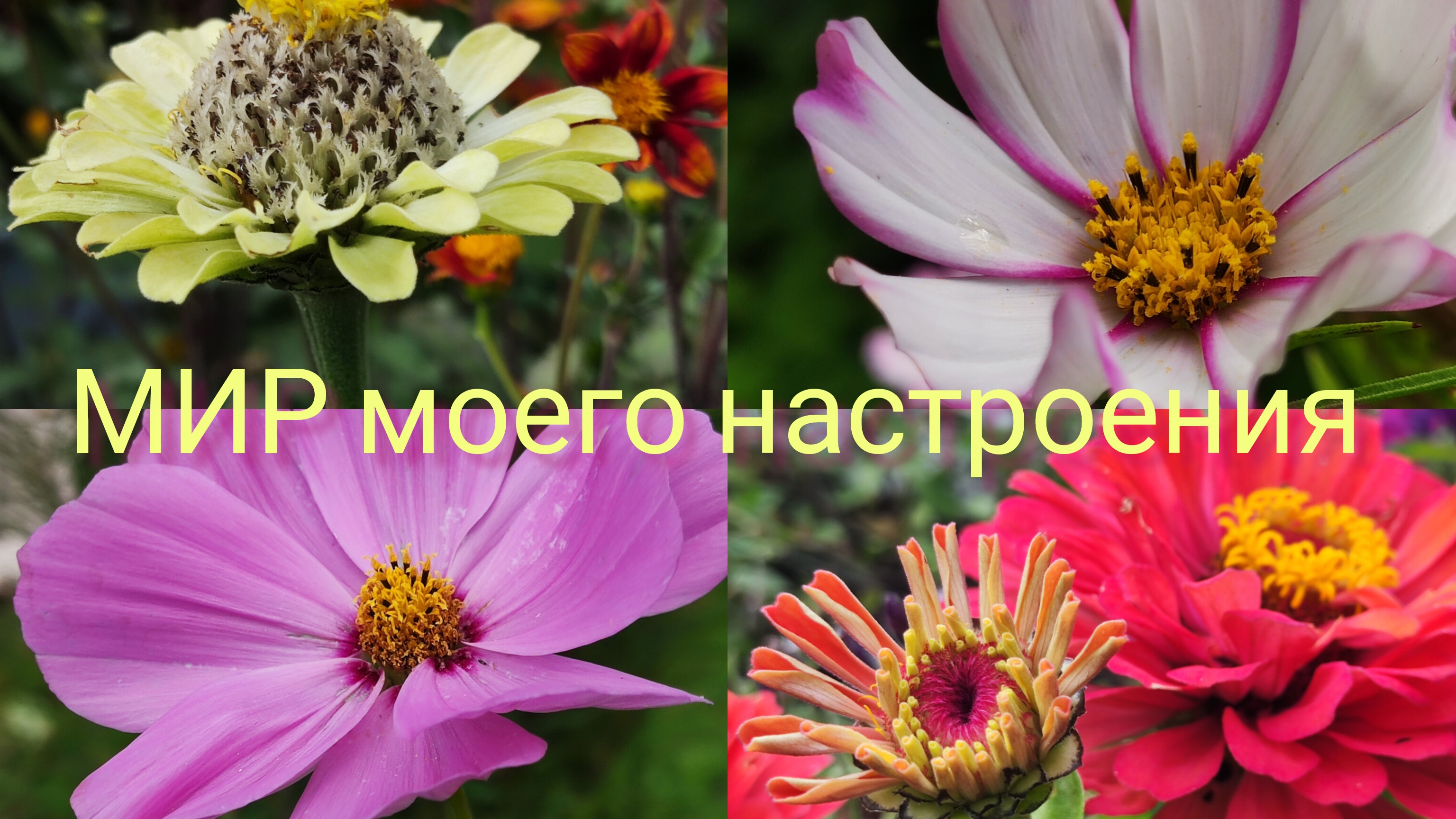 26.08.25 Дача.Работаю,планирую и ворон считаю🐦⬛ смотреть онлайн