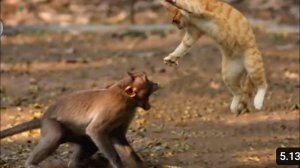 Обезьяны VS кошки - Драки на улицах в Индонезии