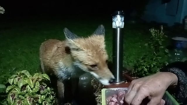 (1105) Лиса приходит в гости. Август 2025 смотреть онлайн