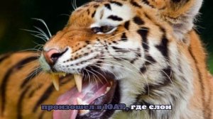 Republica: В Непале тигр растерзал 55-летнего мужчину и отгрыз ему голову