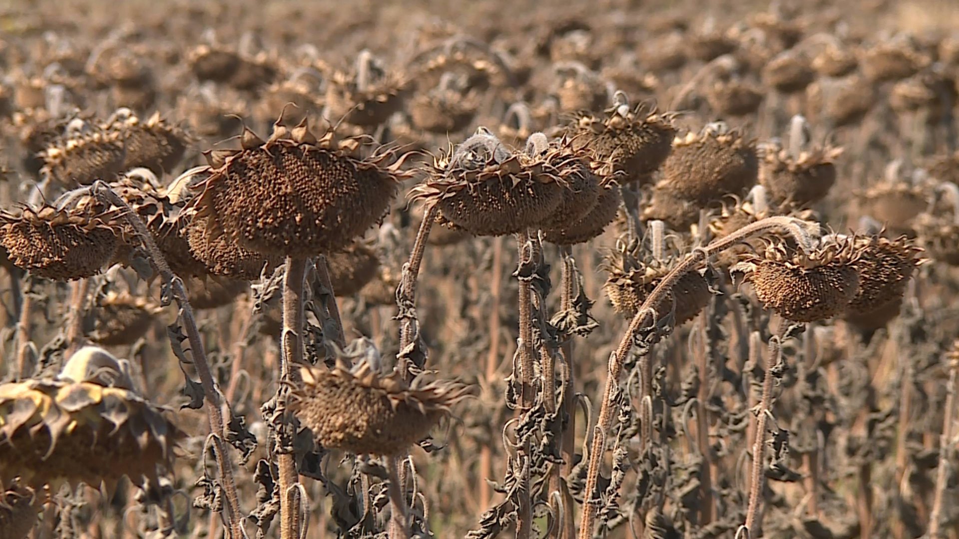 СВОЁ ТВ СТАВРОПОЛЬСКИЙ КРАЙ