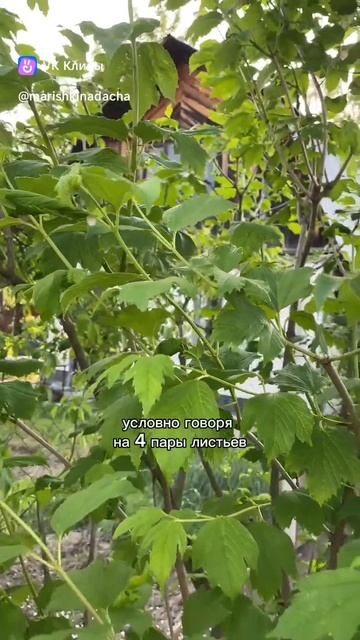 🐞🐞🐞🐝🐝🐝 смотреть онлайн