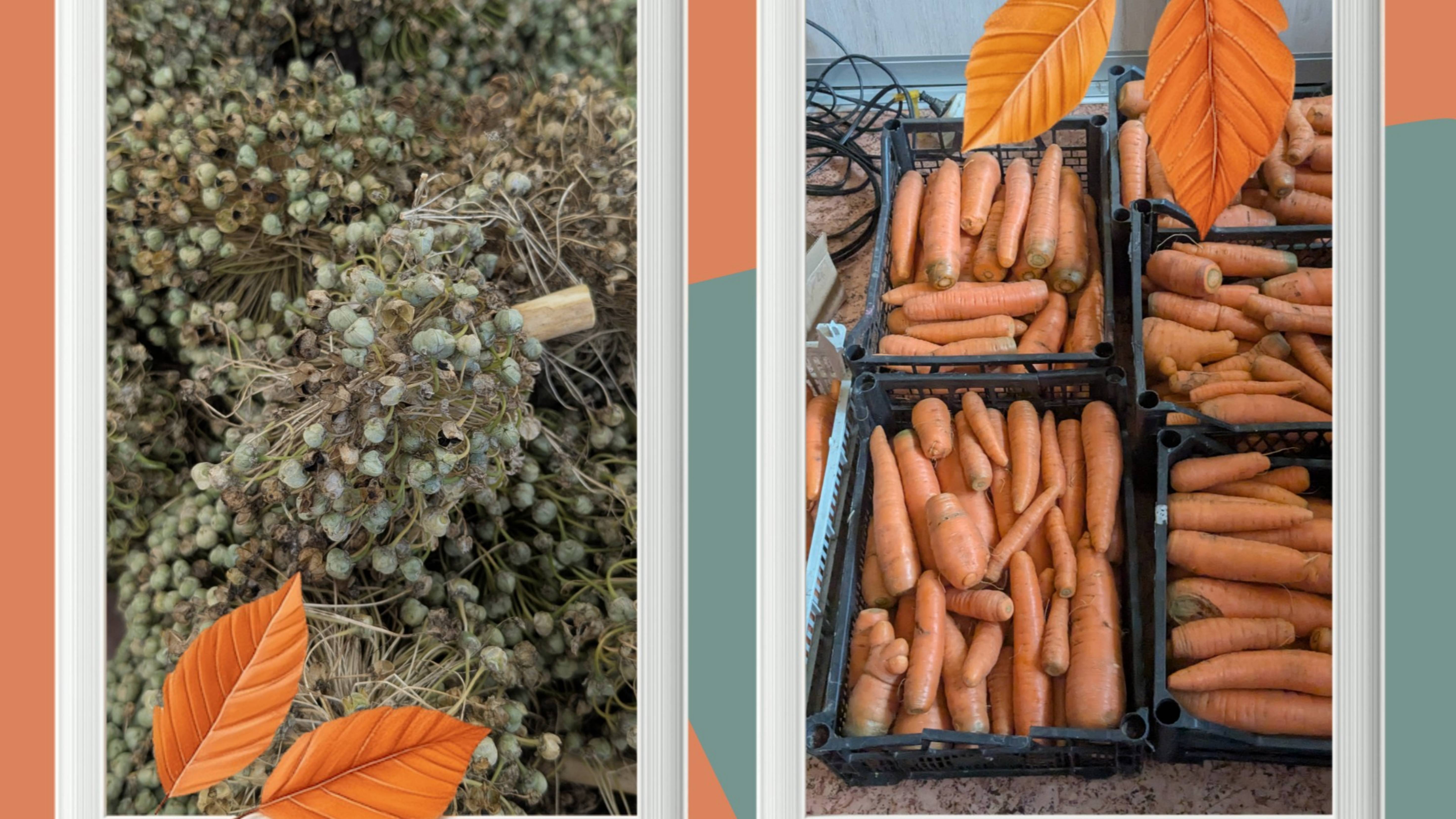 Урожаи радуют, но сломалась соковыжималка и от этого грустно немного.😲 смотреть онлайн