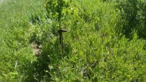 Коп по войне.Серия131! Грибок и Чудо затвор (1)