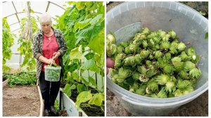 "Жизнь на пенсии".. Хроника дня - обобрала огурцы и орехи (фундук).