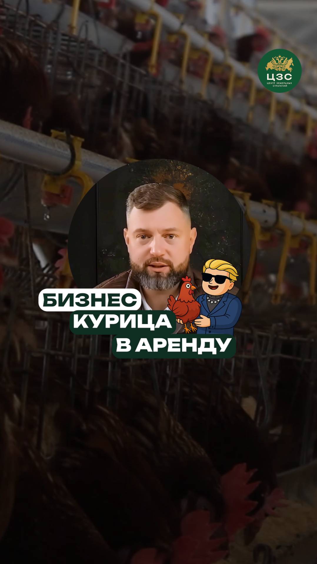 Курица в аренду — новый бизнес для дачи!