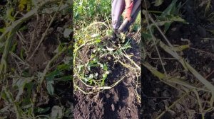 картофель инноватор из миниклубней