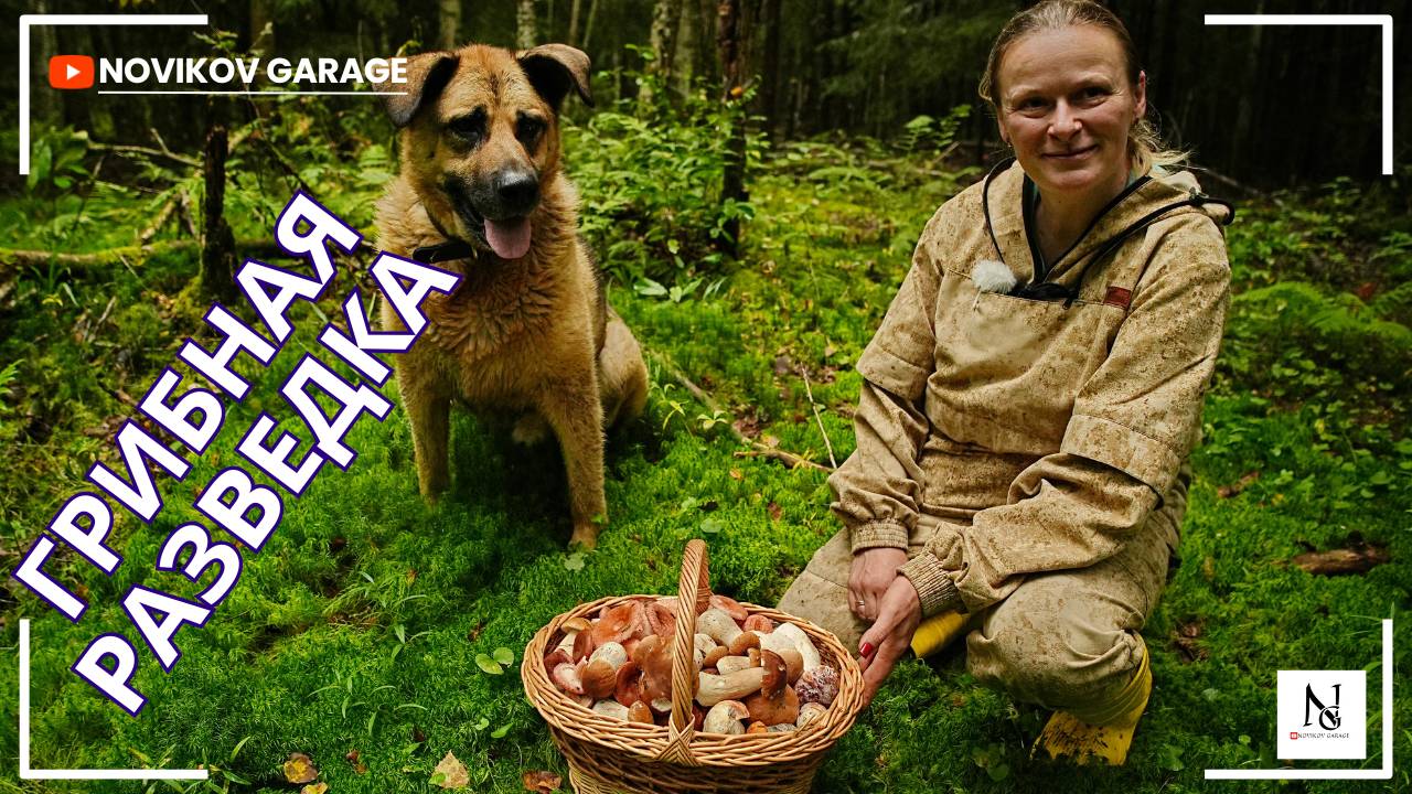 Грибная разведка 31 августа 2025. Всеволожский район.