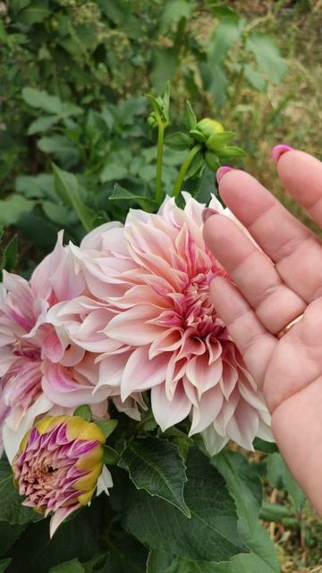 Георгина - украшение сада! смотреть онлайн