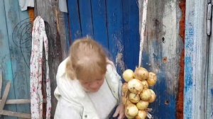 Вязка лука на зиму.