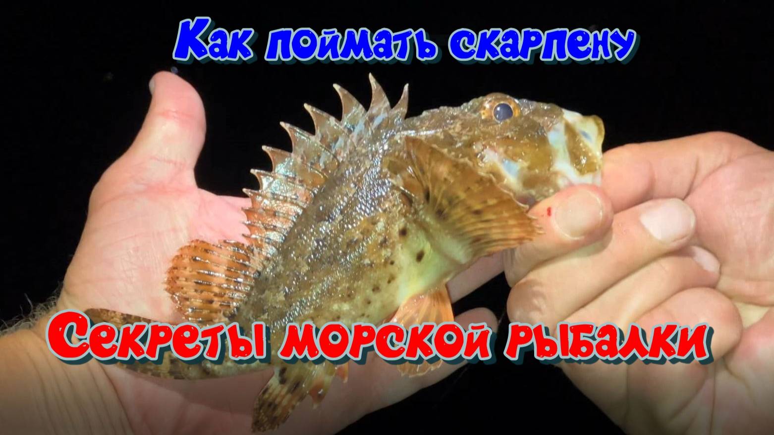 На вечернюю морскую рыбалку на велосипеде смотреть онлайн