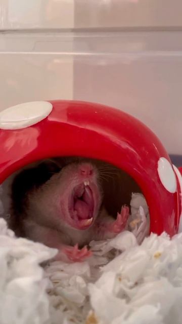 с пробуждением #shorts