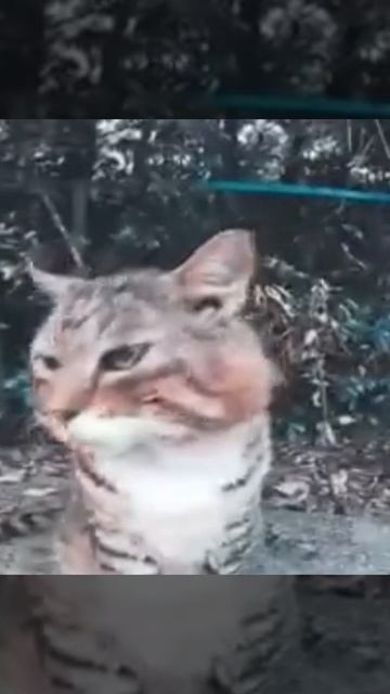 эдит носок ( кот). смотреть онлайн