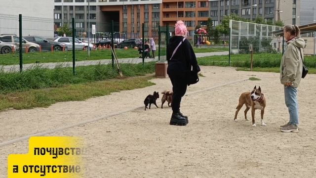 Что делать, если собака лает, кидается и провоцирует других собак?