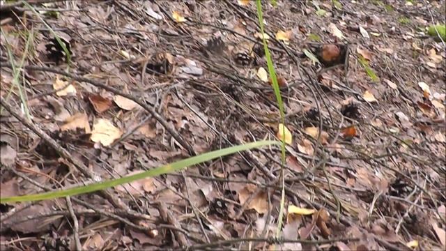 РЫБОЛОВ ИВАНОВИЧ. КТО КУДА , А Я ЗА БЕЛЫМИ ГРИБАМИ. ( 1-Я ЧАСТЬ )