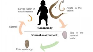 Острица Человеческая (Enterobius vermicularis) Морфология, Жизненный Цикл, Диагностика, Профилактика