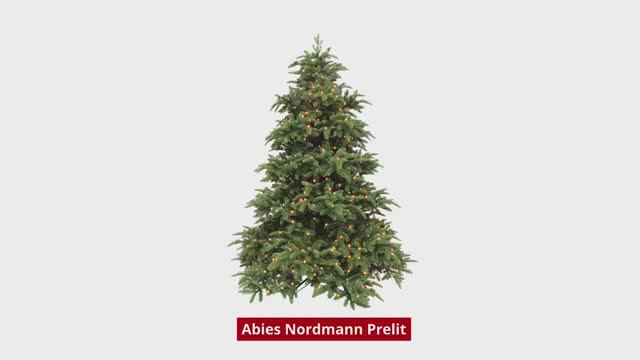 Triumph Tree Abies Nordmann (Hinged) - Нормандия смотреть онлайн