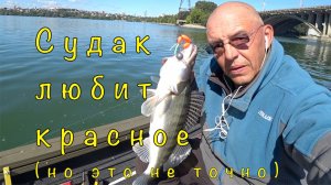 СУДАК на яркие приманки. Меня обурили летом.