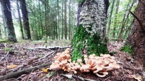 Пес Мишка  в лесной речке или   пошли опята.