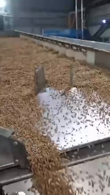 Подготовка семян заблаговременно