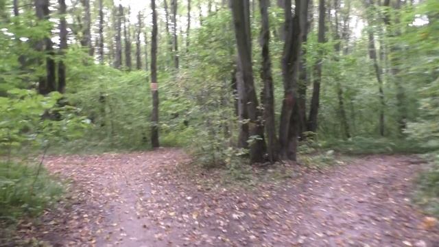 Прогулка по лесу ранней осенью.