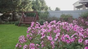 Дача, цветы конец августа: петуния, флоксы, гортензия. Ежевика и яблоки в мешочках. #сад, #огород