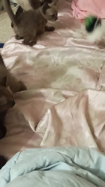 Братик забрал мышку у детей)