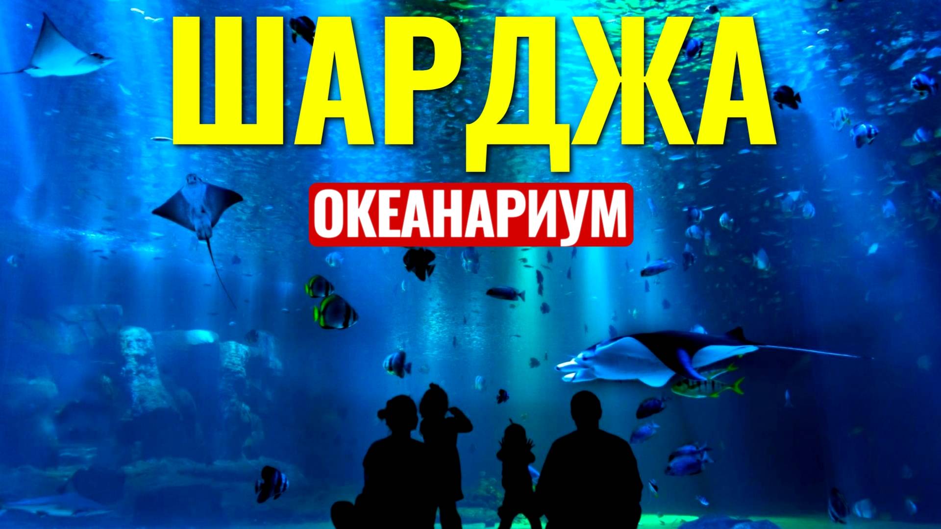 ОКЕАНАРИУМ ШАРДЖА 2023. Куда сходить с детьми и что посмотреть? смотреть онлайн
