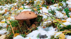 Первый снег и заморозки ожидаются в Казахстане. Сбор грибов в Беларуси. Погода в СНГ