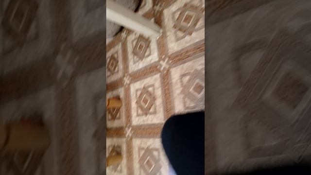 новый ролик кошками и котёнком смотреть онлайн