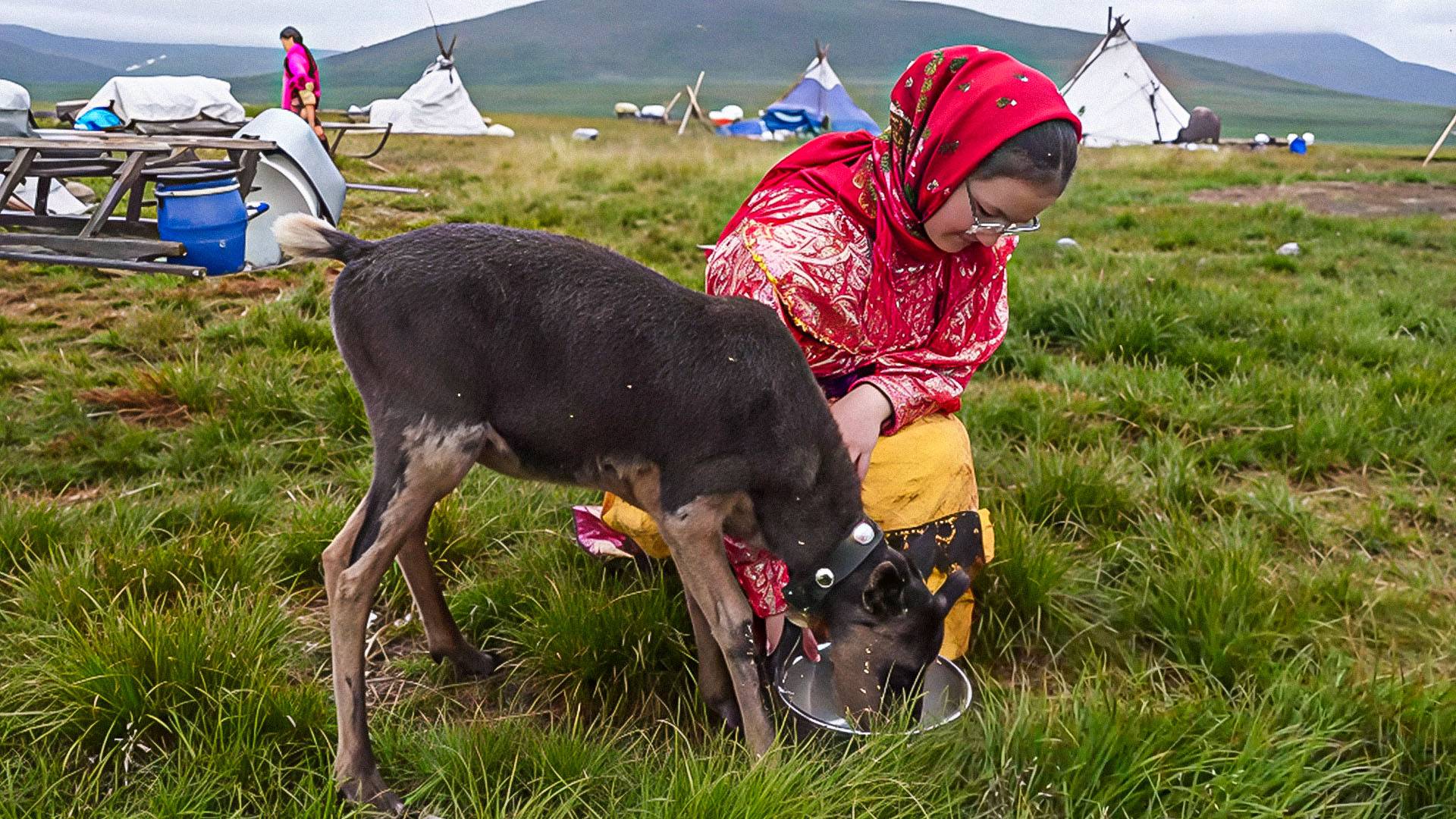 По следам оленя | Северный колорит