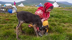 По следам оленя | Северный колорит