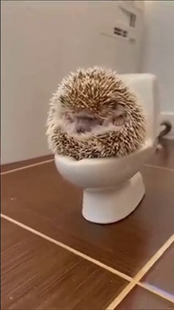 Культурный ежик смотреть онлайн