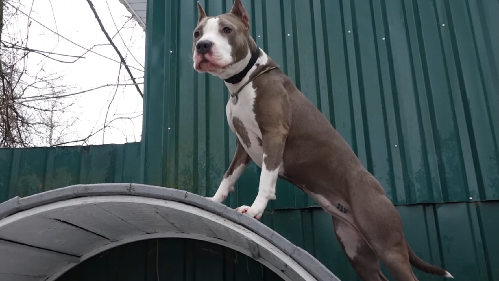 Зачетный амстафф.  Испытание на прочность.