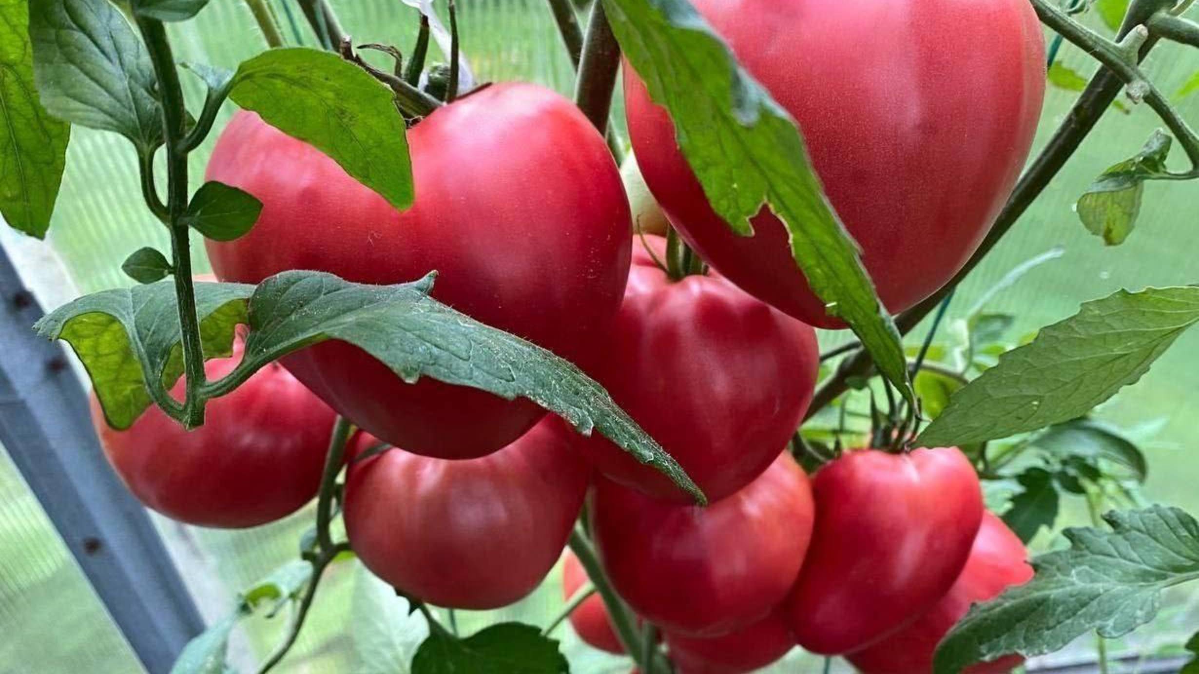 Марина Зотова Томаты