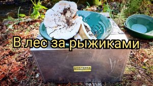 В лес за Рыжиками