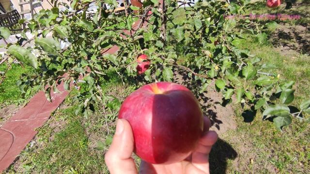 Обзор яблони! Орлинка летняя!