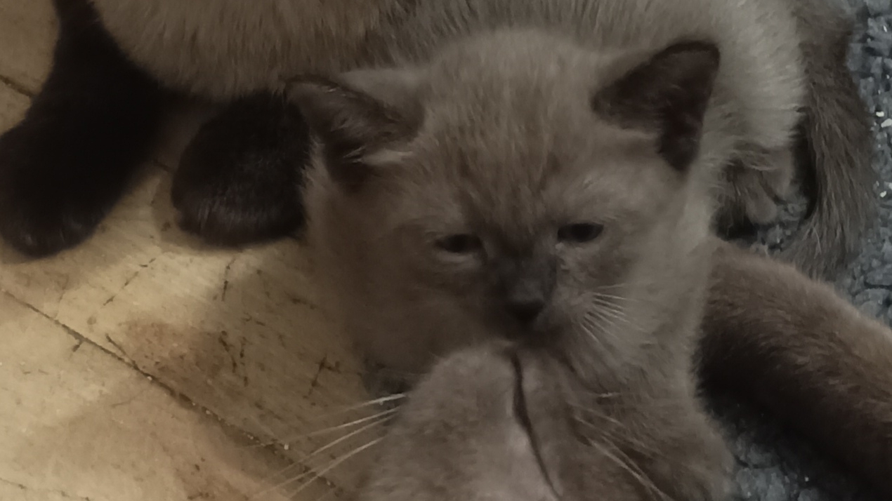 Драки кусаки)