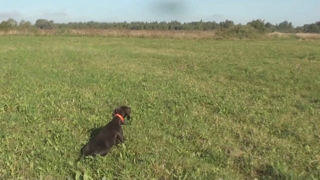 Женева - твердые стойки по дупелю! смотреть онлайн