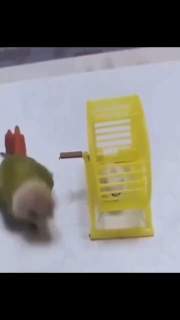 Хомяк помыл в Дубай