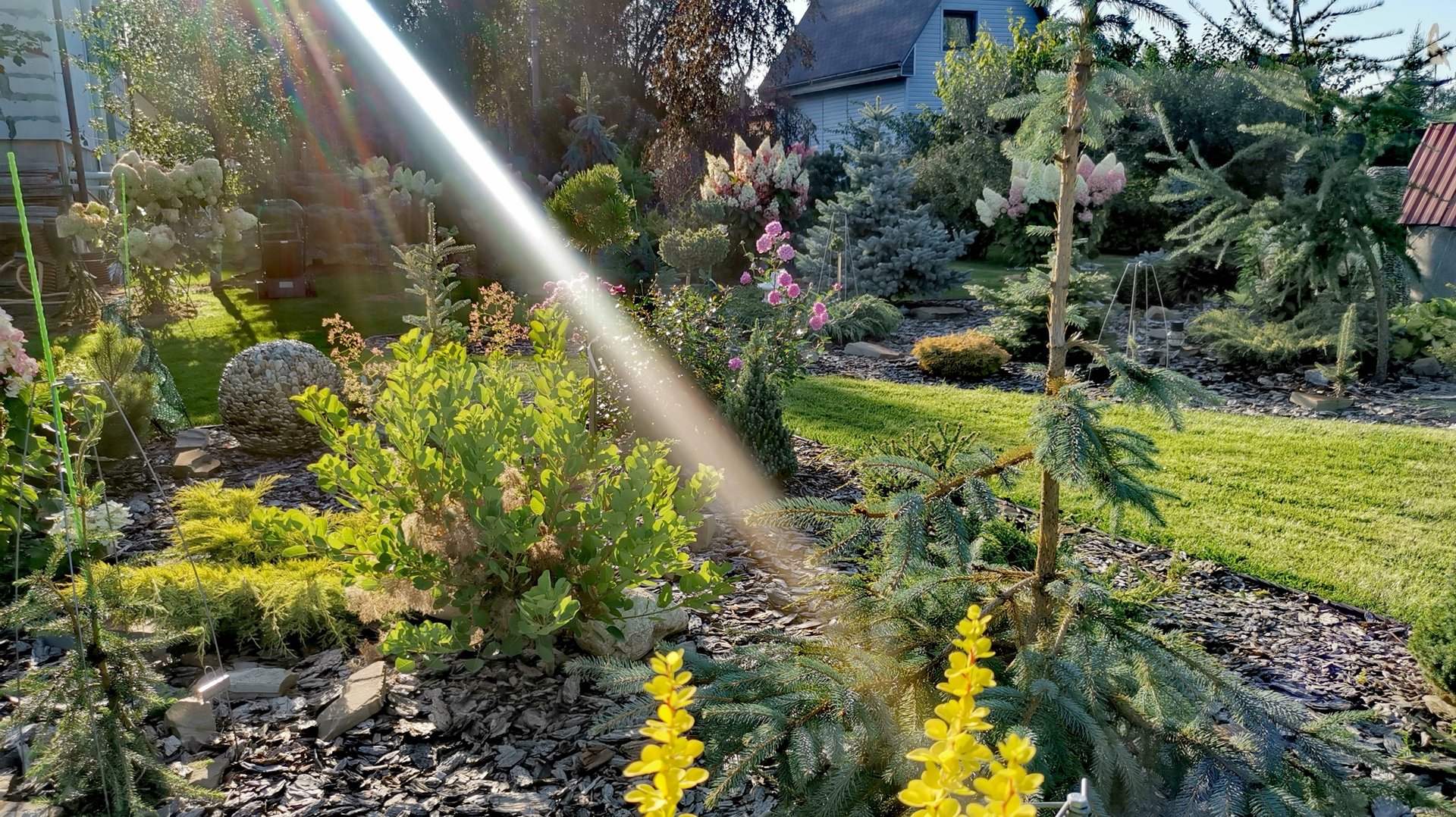 ХВОЙНЫЙ САД в последний день лета! НОВИНКИ! Часть I🌲 31.08.2025г#сад #дача #обзор #garden смотреть онлайн