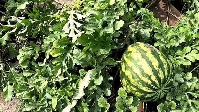 Урожай арбузов в открытом грунте порадовал