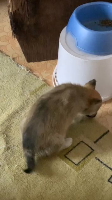 Вкусы не меняются. Спустя 2 года #хаски #щенок #собака #домашниеживотные #БрюликиЛиска #dog смотреть онлайн