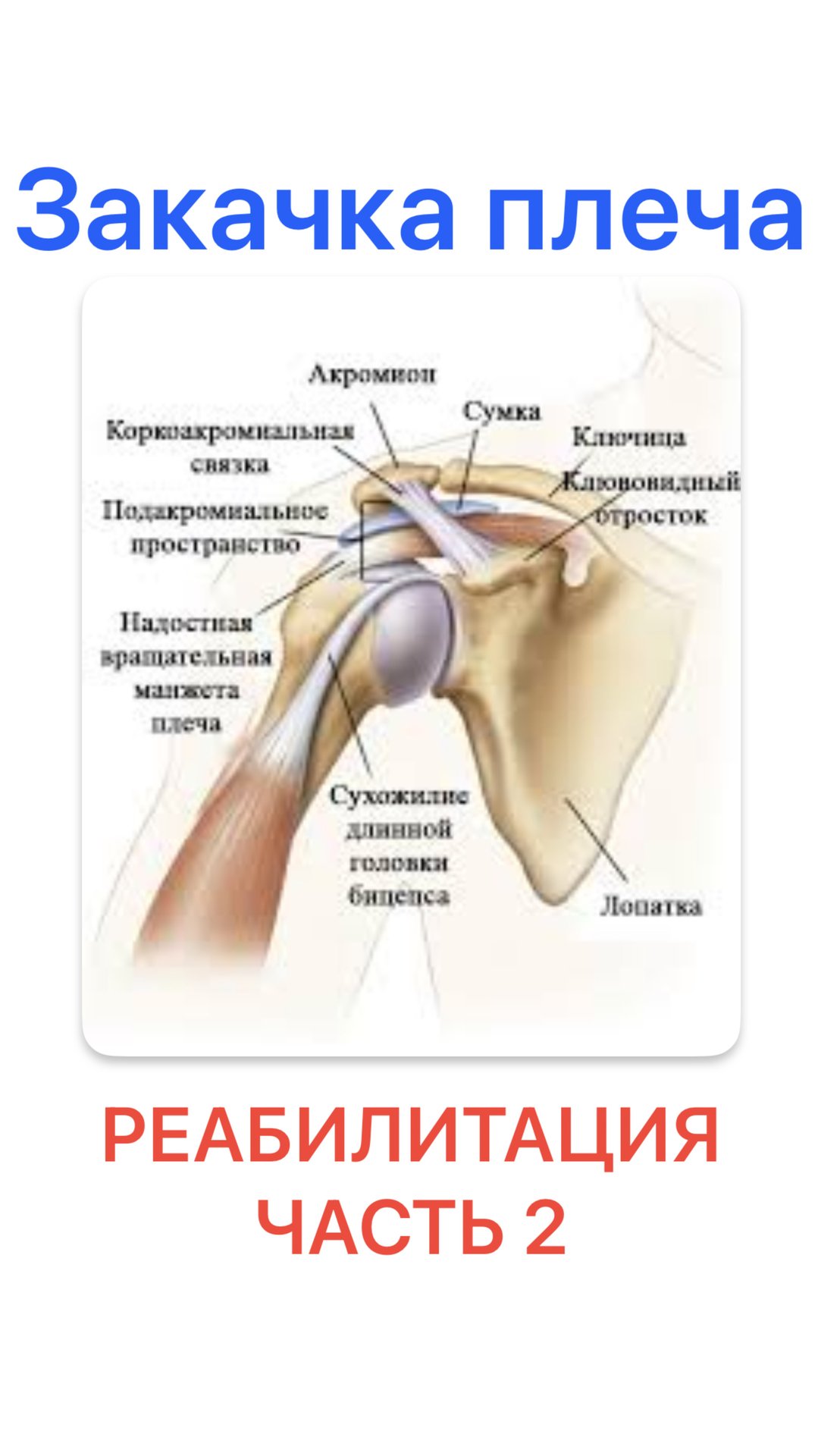 Закачка плеча гантелями. Составная часть комплексной реабилитации. Часть 2