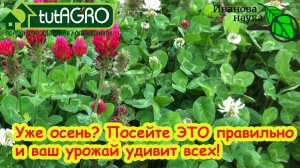 СИДЕРАТЫ ЭФФЕКТИВНЕЕ В ДЕСЯТКИ РАЗ! Любые сидераты станут лучше, если сделаете как я.