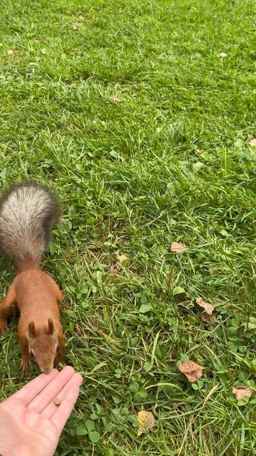 Пришла Белка