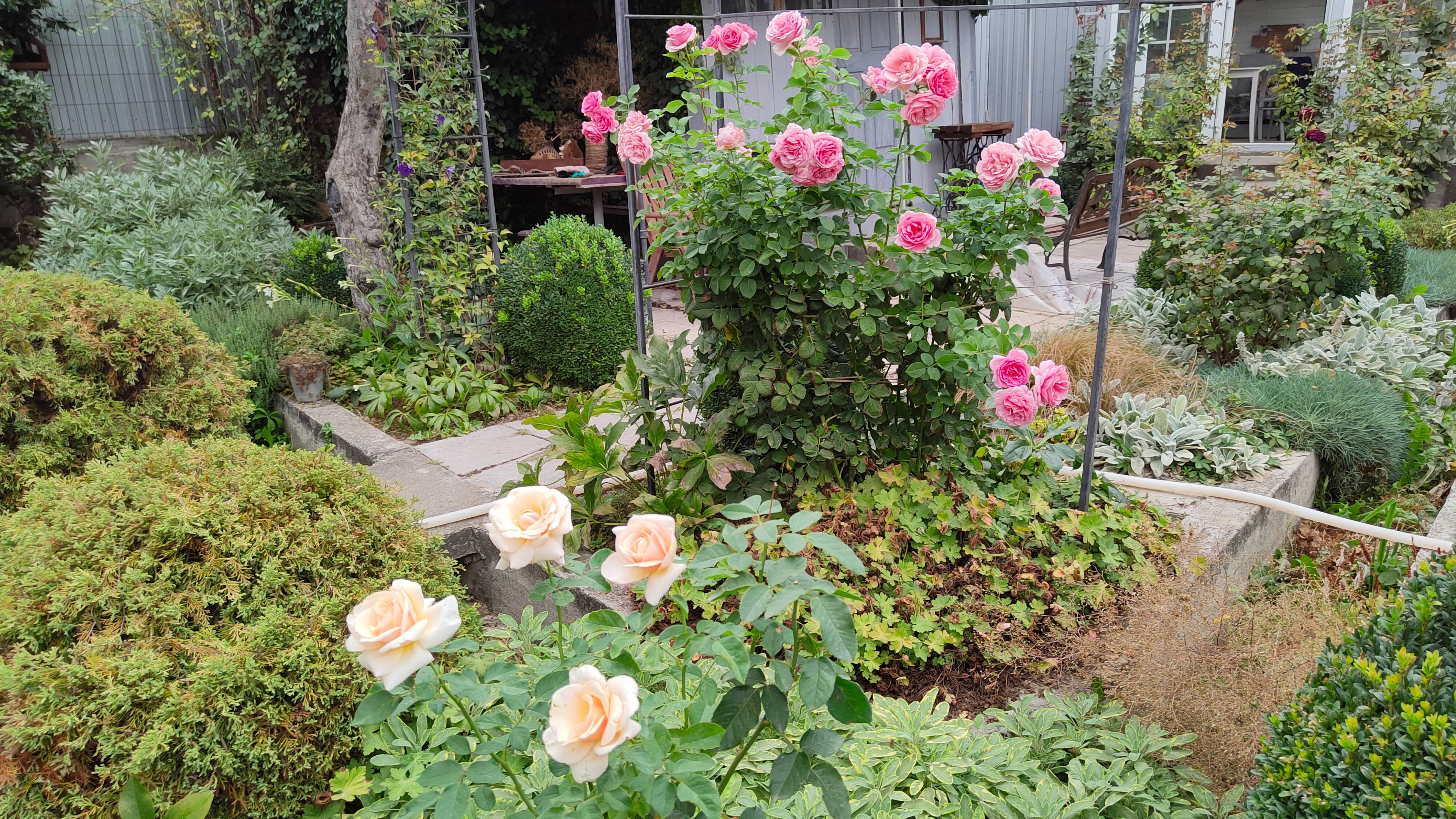 Цветут розы и гаура. Мысли про кислицу и чем очистила свои пруды. Дела садовые 28.08 и 02.09.25 г. смотреть онлайн