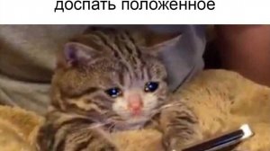 мемы с котами